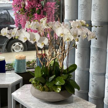 Orchid plant arrangement