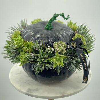 Black pumpkin with succulents