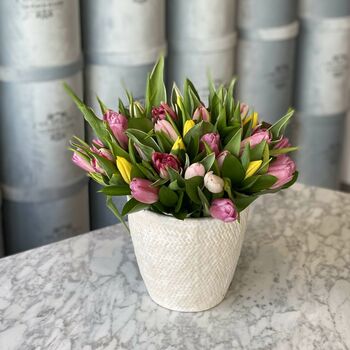 Tulips In A Vase